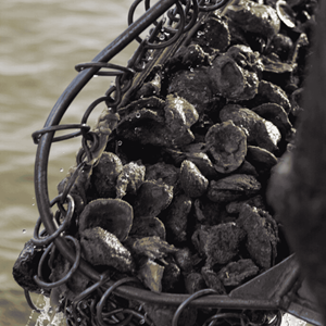 Jeri's Seafood Oyster dredge