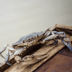 Louisiana blue crab