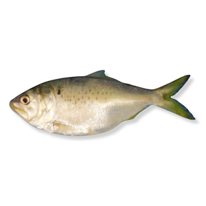 US Gulf of Mexico menhaden purse seine
