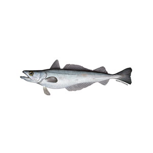 Pacific Hake Mid-Water Trawl