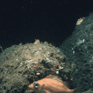 US Acadian Redfish, Pollock, and Haddock Otter Trawl Fishery