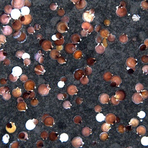 US Atlantic Sea Scallop