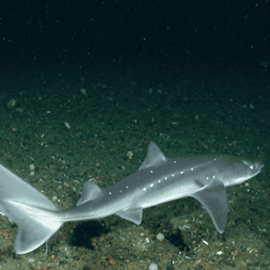 US Atlantic Spiny Dogfish, winter skate and little skate