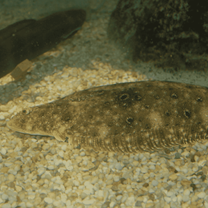 US Atlantic Summer Flounder and Black Sea Bass Trawl Fishery