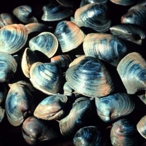 US Atlantic Surfclam and Ocean Quahog