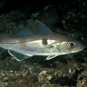 US Gulf of Maine and Georges Bank Haddock, Pollock, and Redfish Trawl