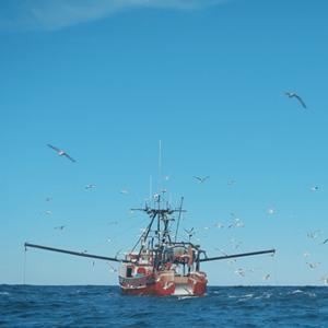 US Northeastern Coast Longfin Inshore Squid and Northern Shortfin Squid Bottom Trawl Fishery