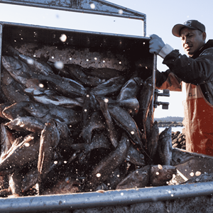 US West Coast Limited Entry Groundfish Trawl