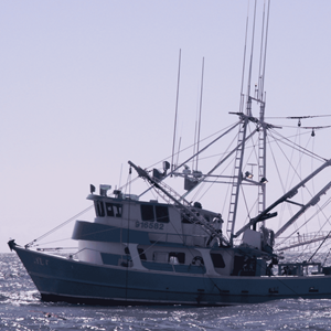 US West Coast Pink Shrimp Trawl Fishery