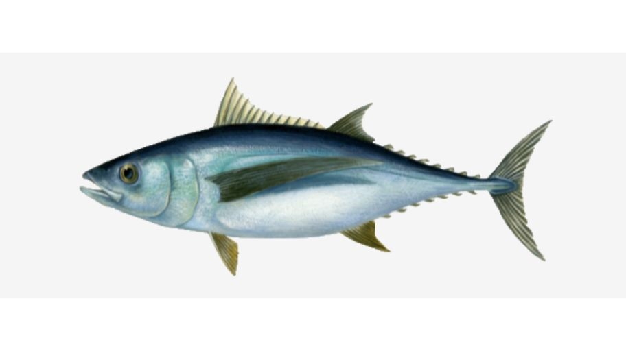 Illustratie van een Albacore tonijn