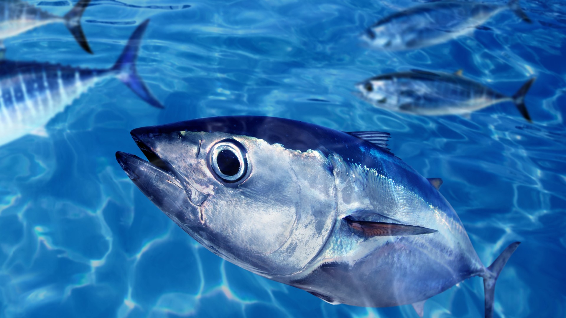 Dossier Tonijn | Marine Stewardship Council