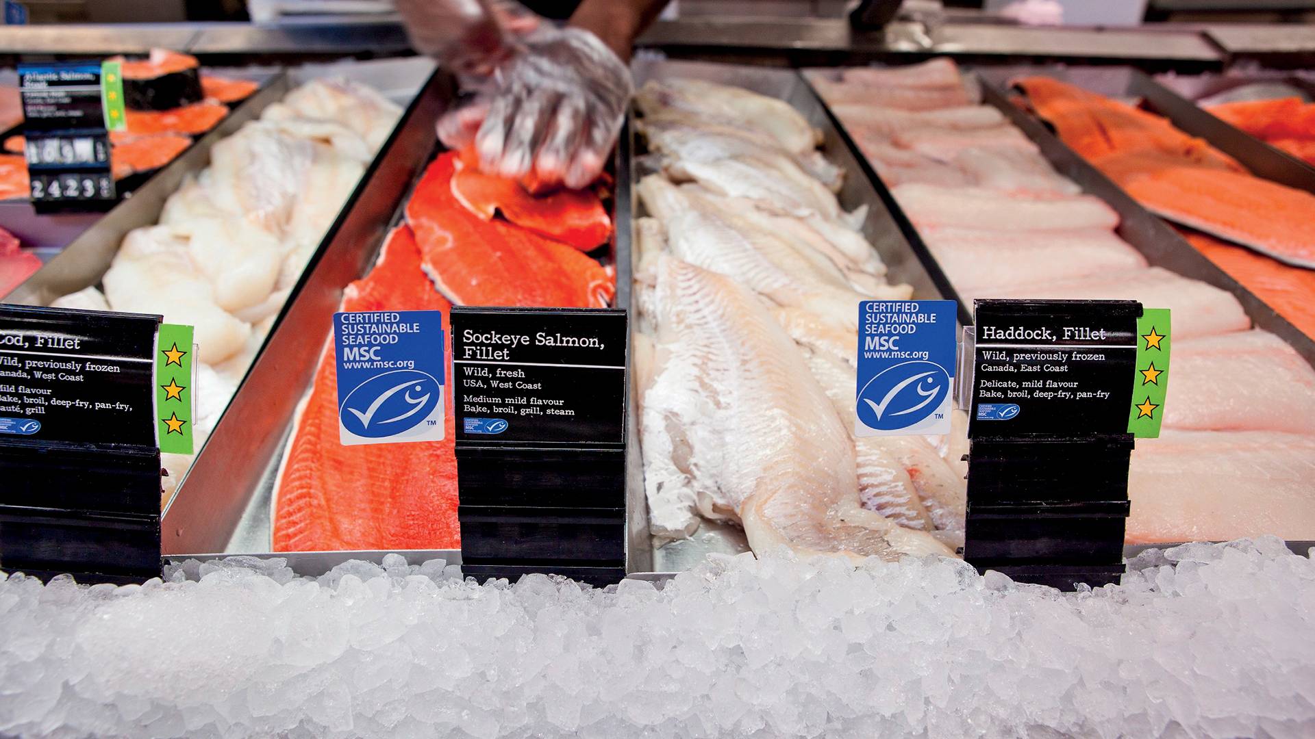 Sustainable Fish to Eat  Marine Stewardship Council