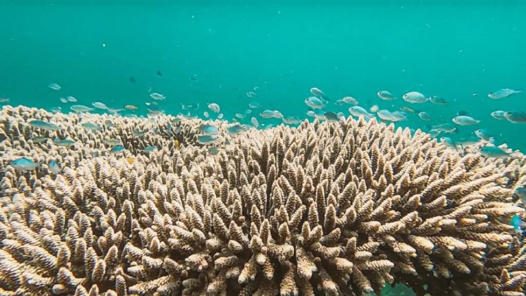 vissen zwemmen in de Saaleh Baai.