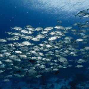 All about sustainable fishing