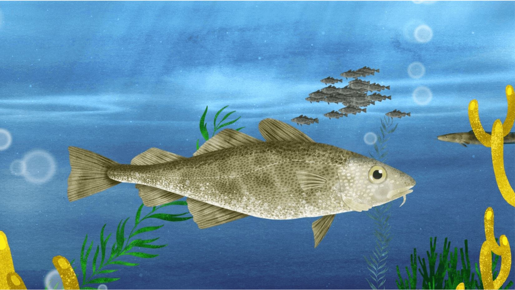 Herkomst duurzame vis | MSC keurmerk | Marine Stewardship Council