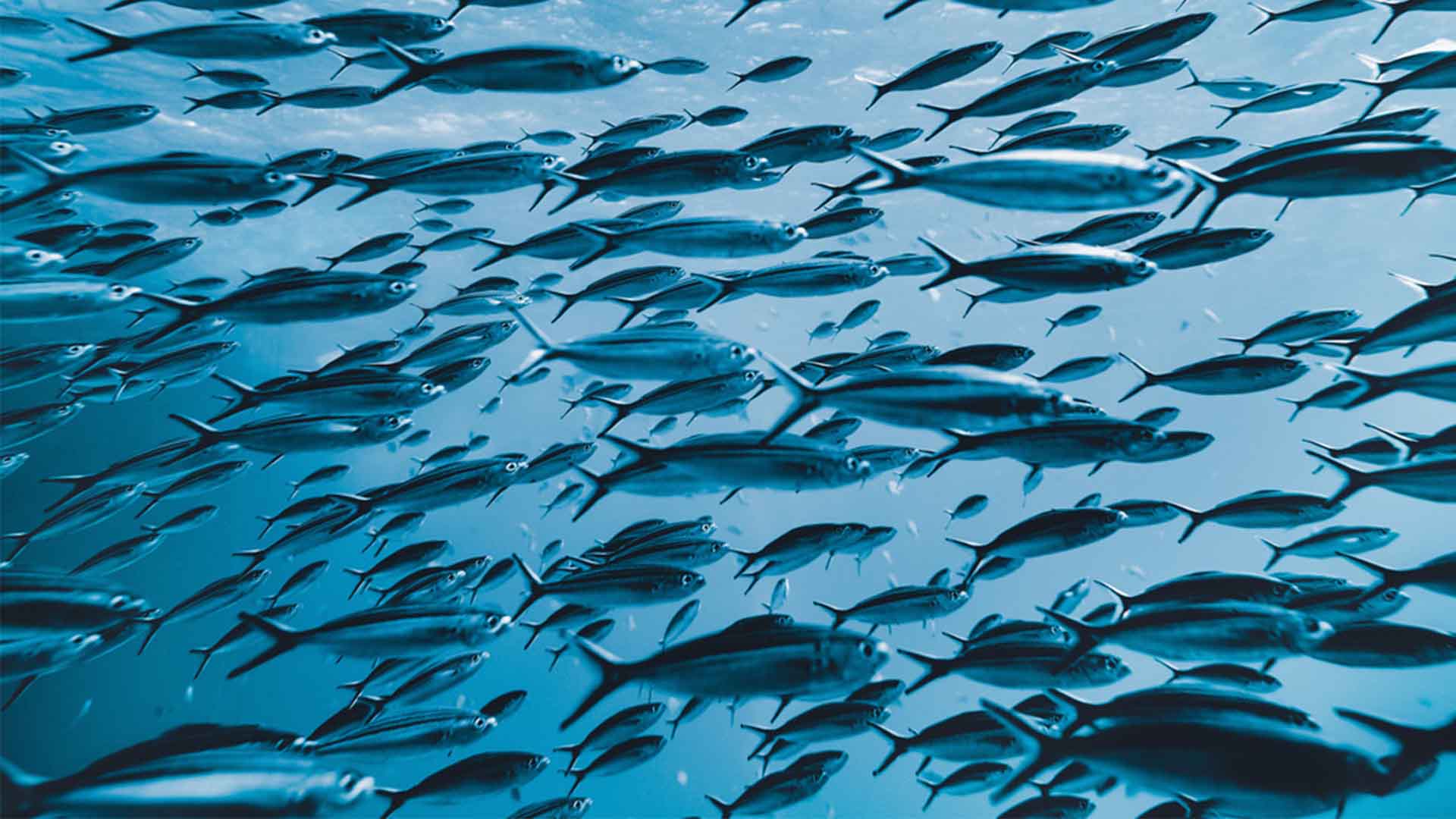wazig verachten Uithoudingsvermogen Wat is duurzaam vissen | Marine Stewardship Council