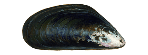 Mussel