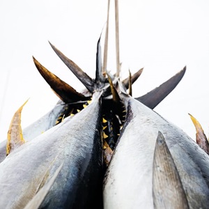 Welche Arten von Überfischung gibt es?