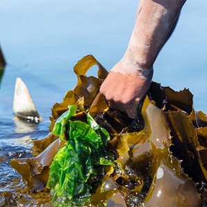 Waarom u enthousiast mag zijn over gecertificeerd zeewier 