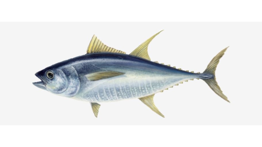 Illustratie van een Geelvin tonijn