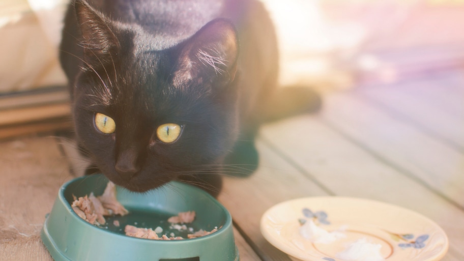 zwarte kat eet natvoer, dierenvoeding dat MSC-gecertificeerd is