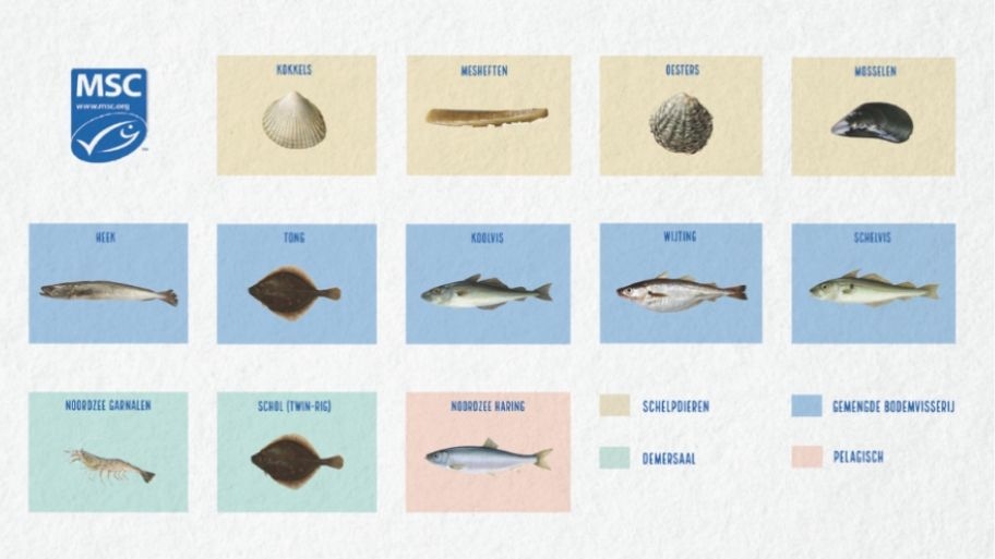 afbeelding van MSC-gecertificeerde vissoorten en schelpdieren