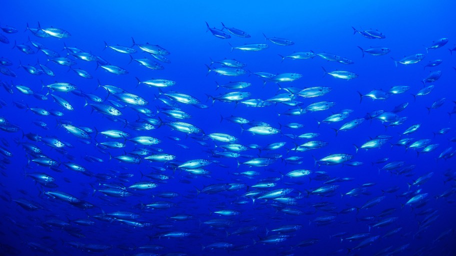 Duurzame gestreepte tonijn zwemt in de oceaan