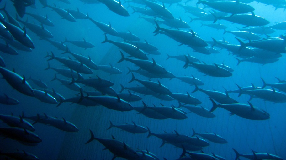 MSC-keurmerk waarborgt duurzame tonijnvisserij