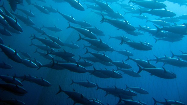 MSC Species Sourcing Events