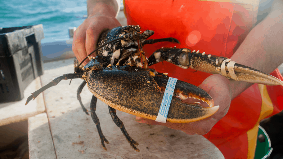 Shorthand 912 513 px big data kreeften