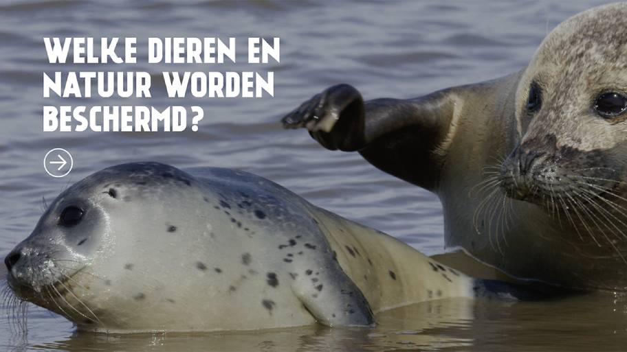 Twee grijze zeehonden in het water met de woorden "welke dieren en natuur worden beschermd"