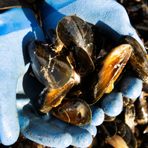 Meer over de duurzame mossel(visserij)