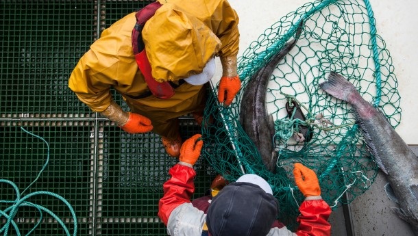 Lo standard MSC per le attività di pesca