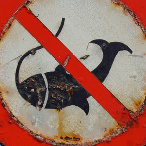 Illegaal vissen en destructieve visserijmethoden