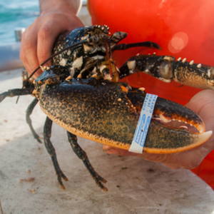 Big data, grotere kreeften