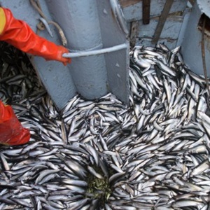 Warum ist Überfischung ein Problem?