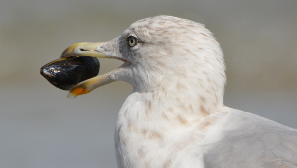 Mosselen dragen bij aan de biodiversiteit
