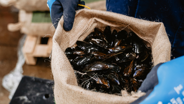 Mosselen zijn ontzettend duurzaam