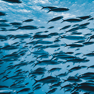 MSC gecertificeerde vissoorten