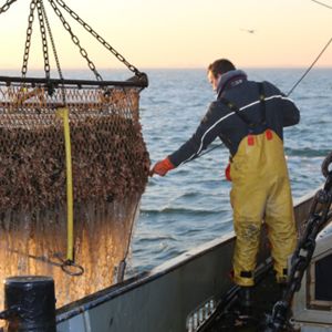 Nederlandse mosselen: Duurzame landbouw op zee