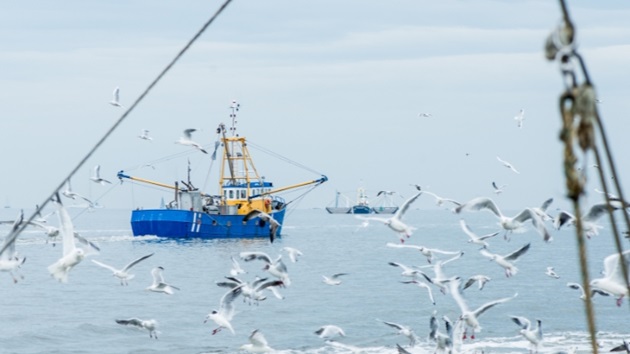 MSC-verklaring over het EU-actieplan en de protesten van de garnalenvisserij