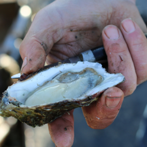 Zeeuwse oesters: duurzaam gekweekt in de natuur