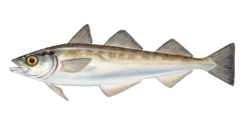 illustratie van een alaska koolvis