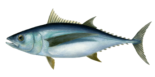 illustratie van een Albacore tonijn