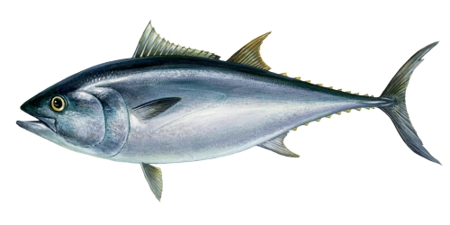 illustratie van een Atlantische blauwvin tonijn
