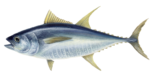 illustratie van een geelvin tonijn