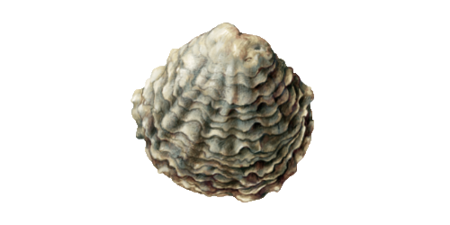 illustratie van een oester