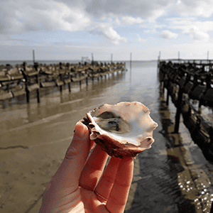 An open oyster