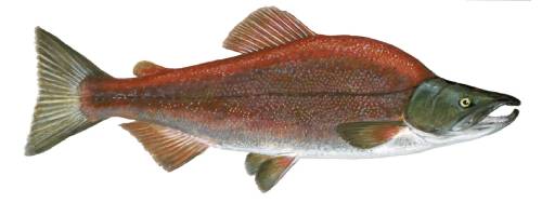 Soorten zalm vis