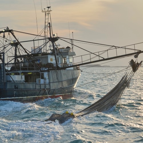 Nachhaltige Fischerei - Was ist das?